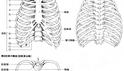 あばらが・・・