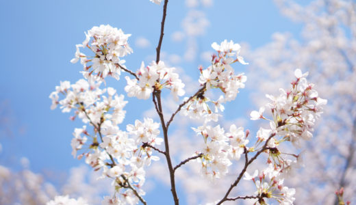 ノライオ in Tokyo 1周間が経ちました