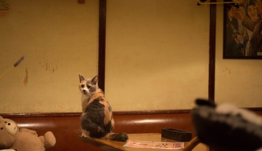ノライオさん、ねこ居酒屋へ行く