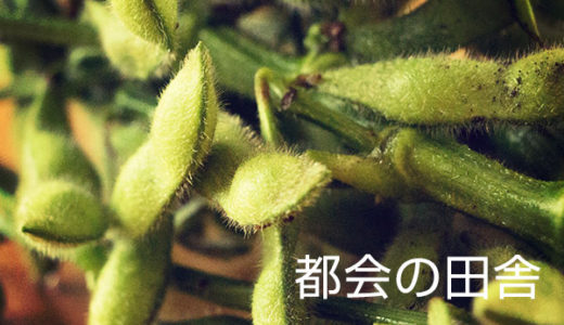 東京23区内やけど野菜の直売所が存在するで